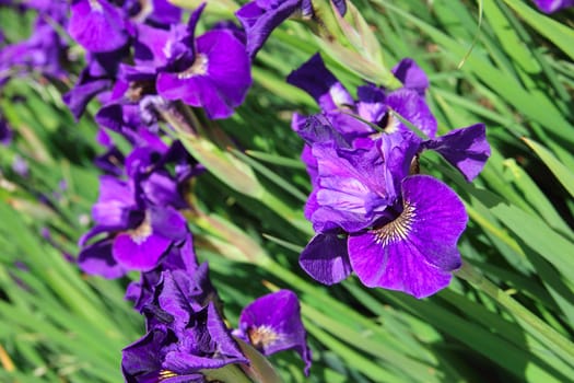 Blue iris background close-up