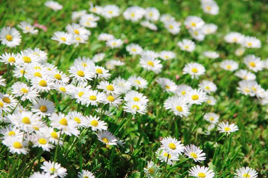 Beautiful spring daisy and grass background 