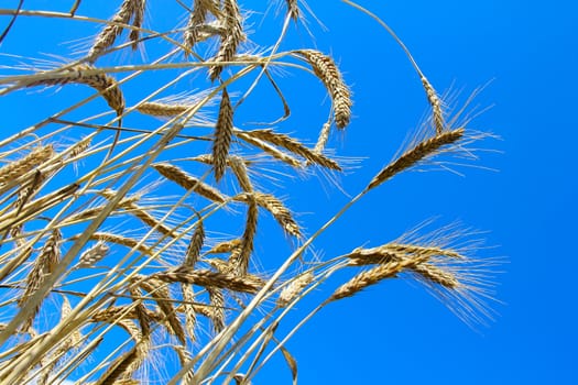 Ripe wheat on blue clear sky background