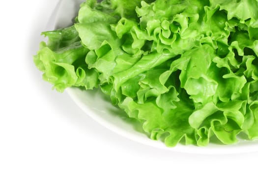 Fresh green leafs of lettuce on white plate
