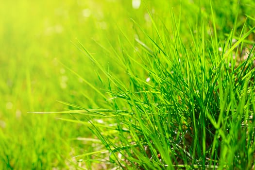 Spring fresh green lawn grass macro close-up