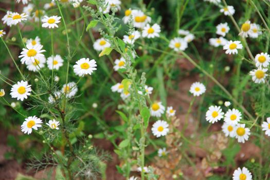 Wild chamomile on a meadow close up