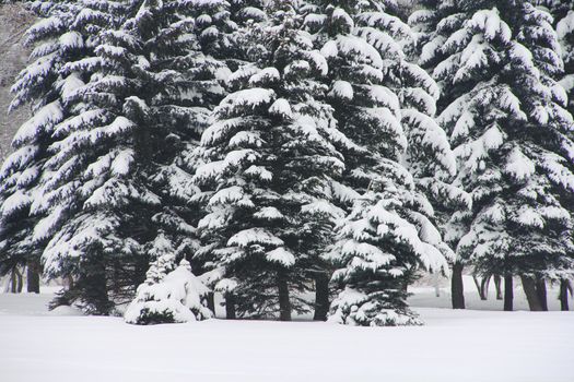 Snowy fir trees in a forest