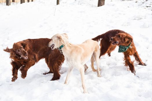 Two irish setters and white hound walking on snow
