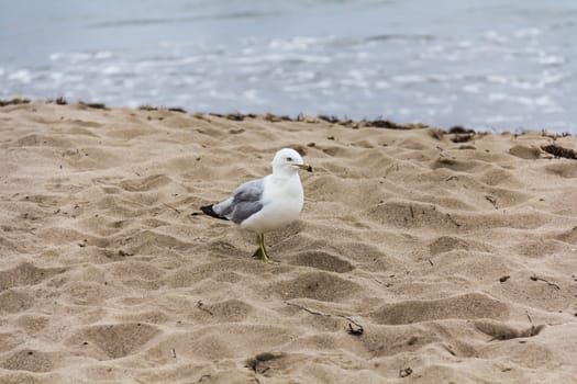 A gull is resting on the sand on the beach of the Saint Lawrence river in Gaspesie, Quebec, Canad