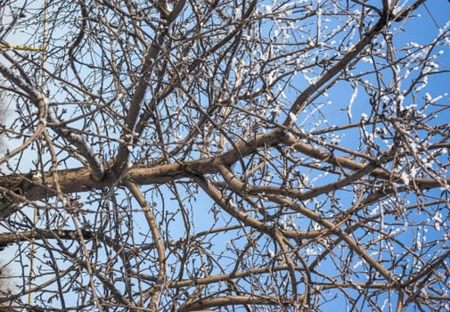 tree branch on a bright blue sky
