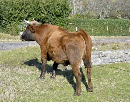 horned bull
