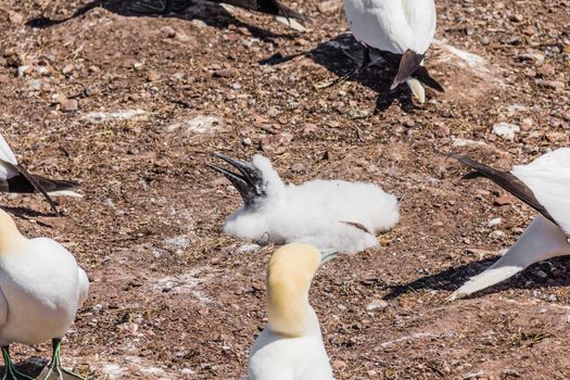 Baby Northern Gannet in a Gannet colony on Bonaventure Island in Gaspesie, Quebec, Canada