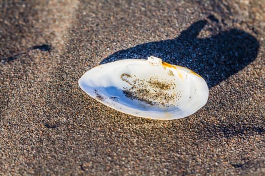 Shell in the sand on the beach