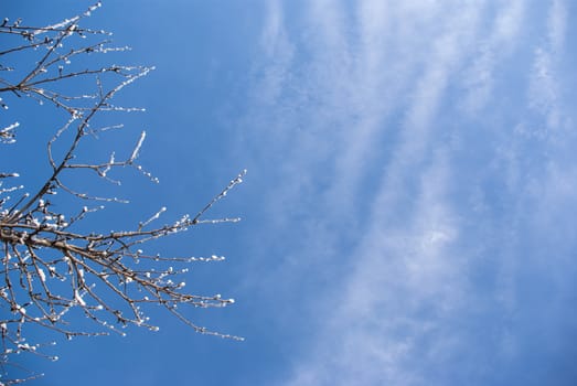 tree branch on a bright blue sky