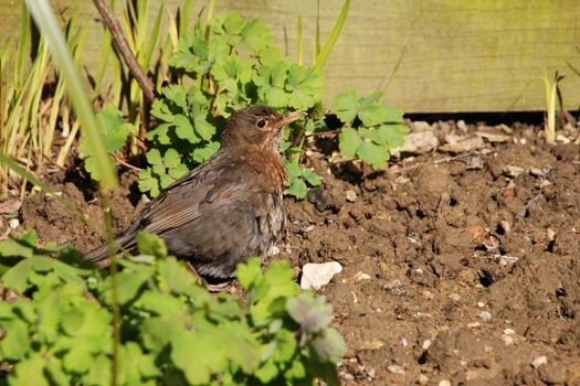 Female blackbird with ruffled feathers basking among plants in the spring sunshine