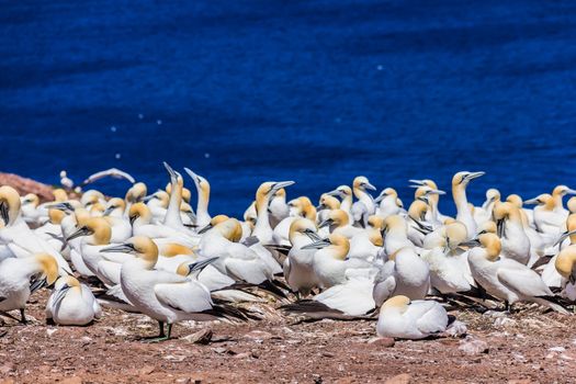 Northern Gannet Colony on Bonaventure Island, Quebec, Canada