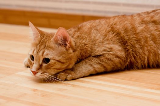 A young ginger tabby cat on the wooden floor
