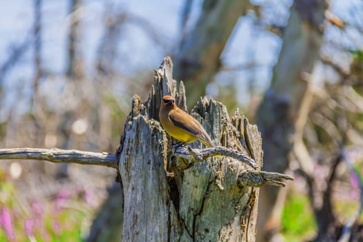 A Cedar Waxwing bird in a forest on Bonaventure Island in Gaspesie, Quebec, Canada