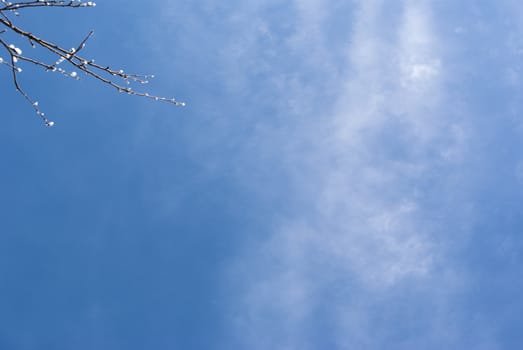 tree branch on a bright blue sky