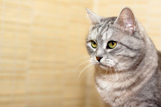 A portrait of grey tabby cat
