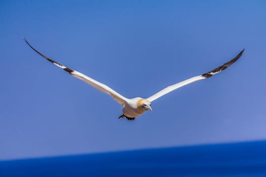 A Flying Northern Gannet near her colony on Bonaventure Island in Gaspesie, Quebec, Canada