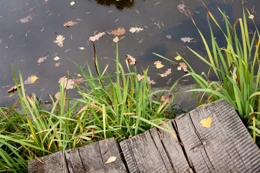A pond in the autumn park with old gangway and green grass
