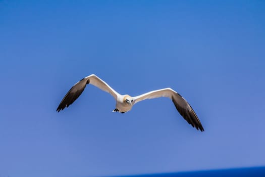 A Flying Northern Gannet near her colony on Bonaventure Island in Gaspesie, Quebec, Canada