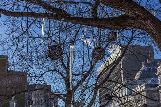 A beautiful tree without leaves in the cold winter in the Montreal City, Quebec, Canada.