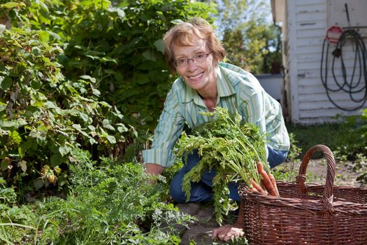 Portrait of senior woman harvesting carrots in field