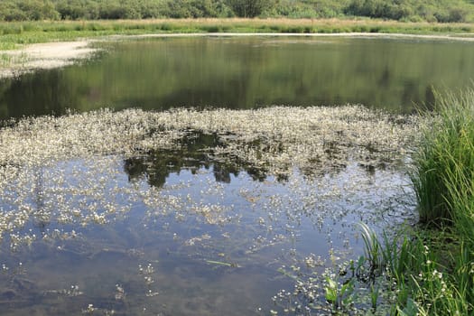 pond overgrown with aquatic vegetation