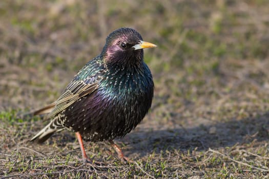 The starling sits on the cut tree trunk