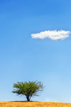 A single tree with a blue sky and a single cloud