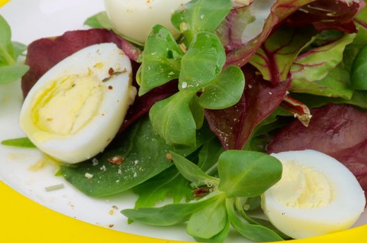 Greens Salad with Corn Salad, Chard, Quail Eggs and Olive Oil on Yellow Plate closeup