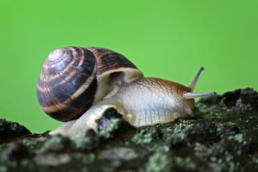 close up of snail on tree