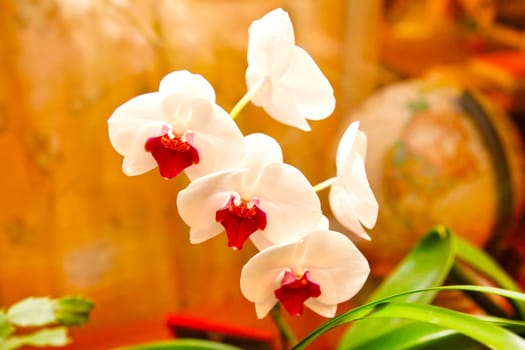 White orchid on yellow background