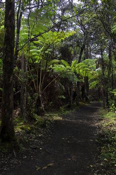 Walk path in the hawaii jungle