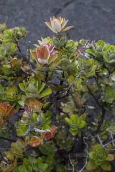 Ohia bush against volcanic rock background