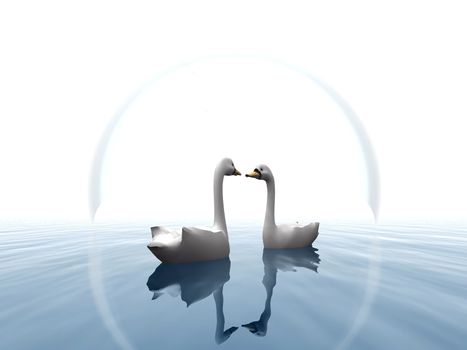 two swan