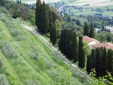 typical Tuscan landscape with olive groves and cypress trees