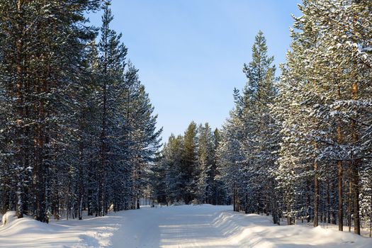 winter landscape, the road in the woods