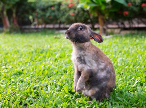 Brown little rabbit standing on hind legs in the garden on the green grass