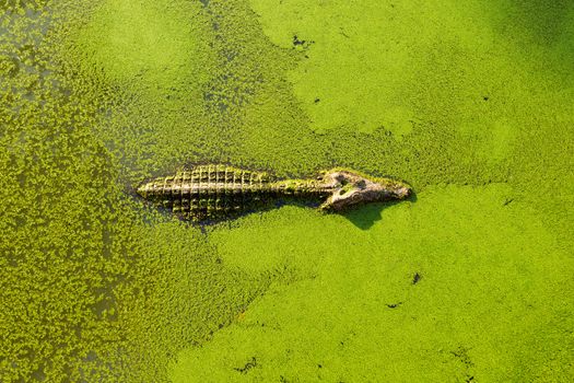 alligator in wetland pond covered with duckweed and swimming.