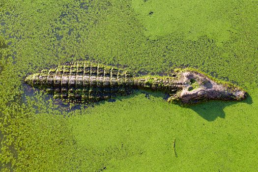 young alligator in Thailand wetland pond with duckweed and copy space. View from above.