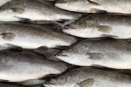 Silver perc White perch fish fresh in the market