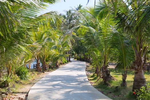 Road through the palm grove on a sunny day