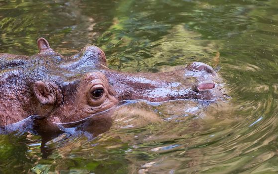 Hippopotamus (Hippopotamus amphibius) submerged in water, Thailand