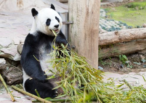 young panda eats bamboo at the Zoo