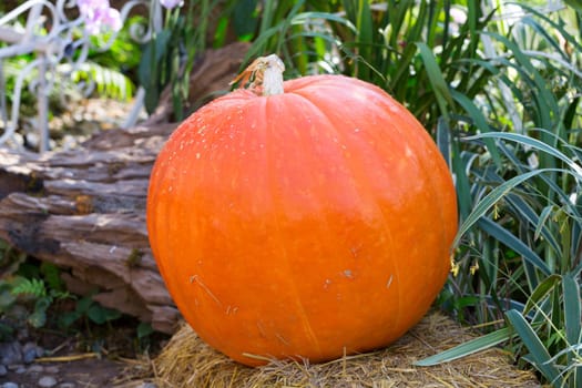 large ripe pumpkin on a field 