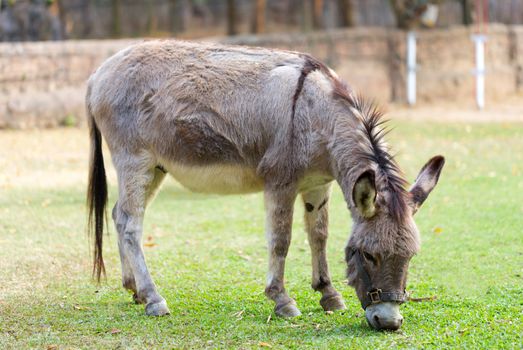 Burro grazing in the zoo
