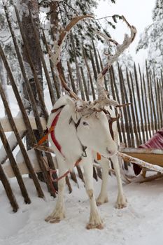 Christmas Reindeer on the background of a winter forest