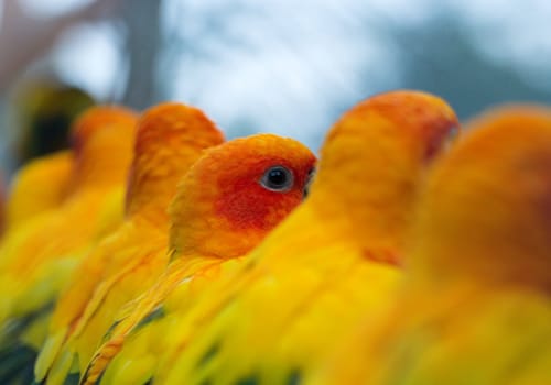 parrot in a zoo, sitting in a row