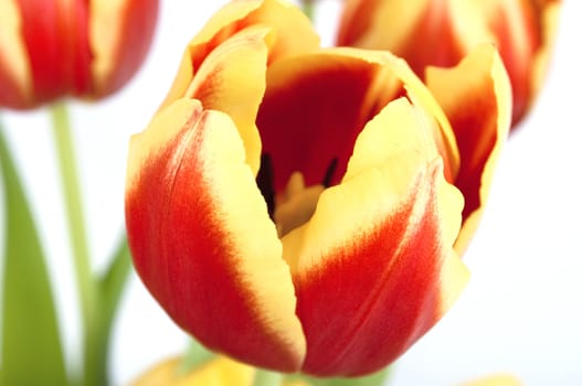 Close-up of a red and yellow tulip with stamens and other tulips visible in soft focus.  White background.