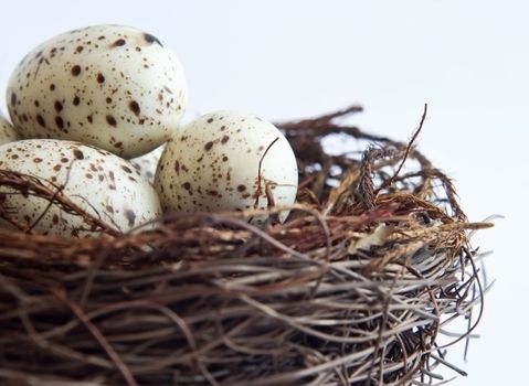 Close up (macro) of bird's nest containing fake speckled eggs.