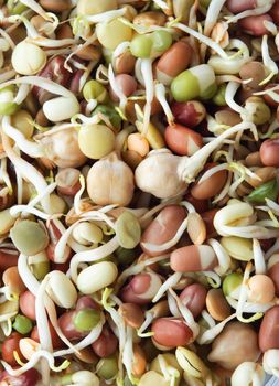 Close up of assorted organic adzuki, chickpea and mung beansprouts, filling whole frame.